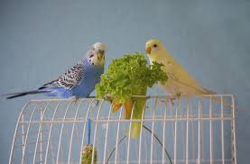 Consider the age of your budgie. How To Tell Parakeet Sexes Apart Varieties And Types Parakeets Guide