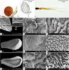 Image result for Apocynaceae subfamily Periplocoideae