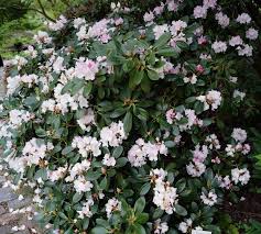 Rhododendron Silberwolke Kaufen Garten Von Ehren Qualitat Seit 1865 Garten Von Ehren Pflanzen Gartenmobel Wo Immergruner Garten Blutenfarben Pflanzen