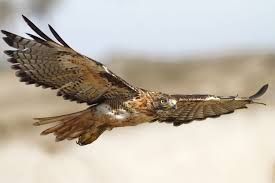 Exploring The Limits: How Much Weight Can A Hawk Carry?