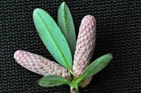 Image result for Solenangis conica