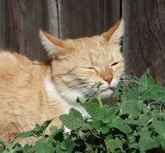 Well you're in luck, because here they come. Why Do Cats Love Catnip Culinarylore Com