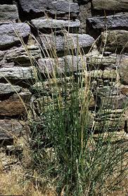 Image result for Sporobolus stapfianus