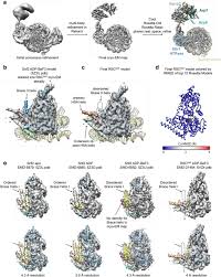 04:50 um pouquinho de uma grande história de amor do nosso rei roberto carlos com a atriz myrian rios. Structural Insights Into Assembly And Function Of The Rsc Chromatin Remodeling Complex Biorxiv