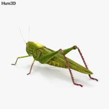 Grasshopper Hd Grasshopper Cinema 4d Grasshopper 3d