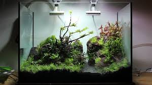 Ohko dragon stone by the pound aquascape rock ada aquarium iwagumi japanese. Akaiwa Aquascape Feuilletonsern