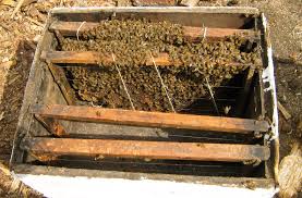 Crop and Livestock Report 2011