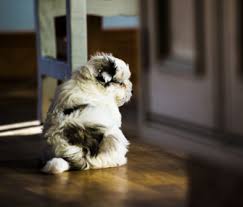 Talk to us in the comments! 7 Signs You Should Not Get A Dog