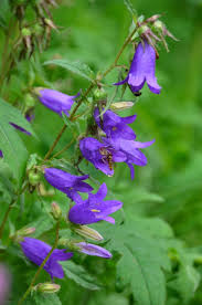 Nettle Leaved Bellflower Shade Perennial Garden Shade Tolerant Plants Bellflower Plant