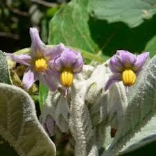 Image result for Solanum giganteum