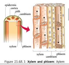 Check spelling or type a new query. 8 Draw The Diagrams Of Animal Cell And Plant Cell Write The Differethem What Are The Constituents Brainly In