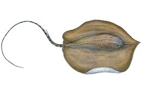 No one is sure how many giant stingrays are left, which habitats they prefer, or even if they ever venture into the ocean, where their more commonly. 37 Sharks Rays Ideas Shark Shark Painting Whale