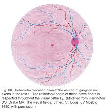Image result for Retinal Anatomy
