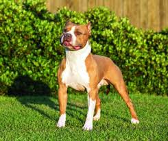 Now recognized as a separate breed, the american staffordshire is larger and heavier than his british cousin, the staffordshire bull terrier. American Staffordshire Terrier Dog Breed Profile Petfinder