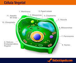 We did not find results for: La Celula Vegetal Caracteristicas Partes Bioenciclopedia
