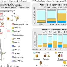 Image result for Combretum pisoniiflorum