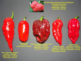We did not find results for: 7 Best Scoville Pepper Scale Ideas Stuffed Hot Peppers Pepper Scale Stuffed Peppers