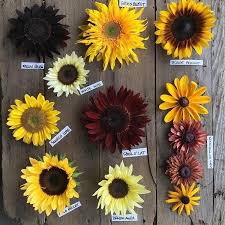 Biasanya kuaci dijadikan bahan camilan hingga makanan hewan peliharaan dan dari biji bunga matahari inilah anda bisa menanam bunga matahari. Cara Menanam Bunga Matahari Dengan Mudah Sekali Panen Untung Berlipat Rumah123 Com