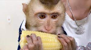You are welcome to post if you have these. Baby Monkey Dou Dou Tv Posts Facebook