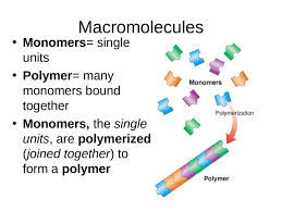 Biomolecules Macromolecules Ppt Powerpoint