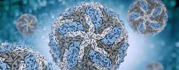 Image result for Dengue