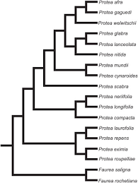 Image result for Faurea rochetiana