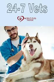 We did not find results for: Pin On Dog Tips