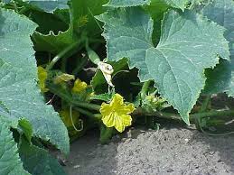 Image result for Cucumis quintanilhae