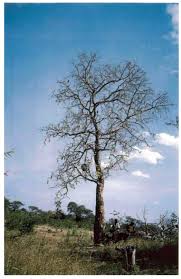 Image result for Cassipourea mollis