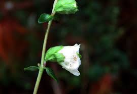 Image result for Hedbergia