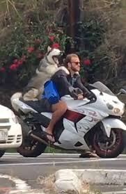 Hand drawn illustration of anthropomorphic dog riding vintage motorcycle in knitted sweater and helmet. Dog Riding Behind Man On Motorcycle Album On Imgur