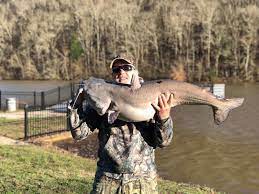 Fisherman S 50 Pound Blue Catfish Is Biggest Ever Snagged In Small Tennessee Lake National Wdrb Com
