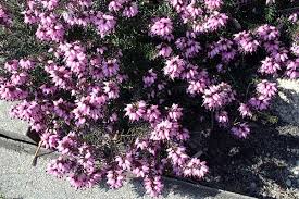 Image result for Erica lanceolifera