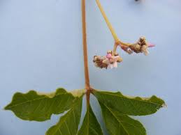 Image result for Vitex madiensis