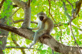 We did not find results for: Keep Monkeys From Wreaking Havoc Without Violence South Coast Sun