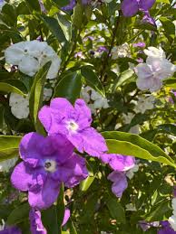 Image result for Brunfelsia australis