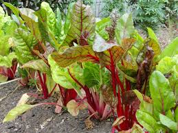 CHARD plant ile ilgili görsel sonucu