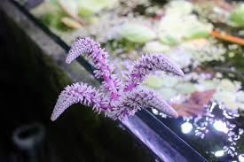 Image result for Persicaria madagascariensis