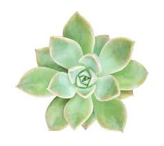 .kosmik kaktus echeveria echeveria silver prince echeveria asstd stapelianthus nepeta hederacea echeveria tahiti echeverie echeveria norma succulents with blue flowers how to grow echeveria. Abstrakter Heller Hintergrund Unscharfe Farbe Beleuchtet Chaos Schnee Stockbild Bild Von Gefarbt Partikel 82356777