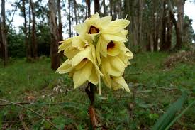 Image result for Orthochilus mechowii