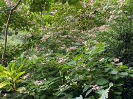 Image result for Clerodendrum rotundifolium