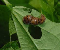 Mexican bean beetle, epilachna varivestis mulsant, is an invasive, phytophagous ladybeetle that has occurred in the united states since the late 1800s. Mexican Bean Beetle Nc State Extension