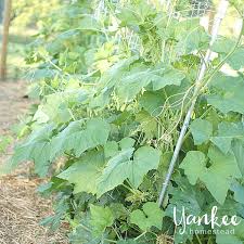 What grows well with zucchini? Square Foot Gardening How To Construct Sturdy Economical Trellises For Climbing Crops Roots Boots