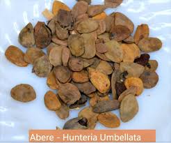 Image result for Hunteria