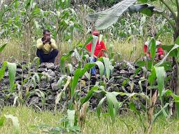 Cara untuk mengatasi mata lelah nggak sulit, kok. Monyet Ekor Panjang Turun Gunung Tanaman Jagung Dan Kacang Tanah Ludes Timlo Net