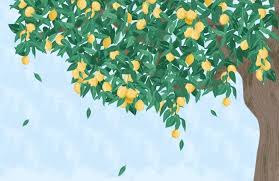 I'm turning turning turning turning turning around. Lemon Tree Painterly Wallpaper Mural Hovia