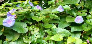 Jadi anda boleh la tanam untuk menhiasi sekeliling pagar rumah atau gazebo daripada di. Sri Pagi Morning Glory Blue Dawn Flower Asago Ipomoea Learii Planter And Forester