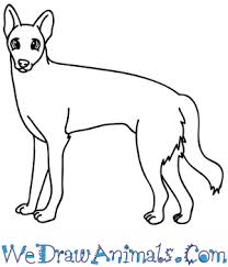 How To Draw A Cartoon Dingo 2) from the middle of the rectangle, draw one vertical and one horizontal line equally dividing the shape. how to draw a cartoon dingo