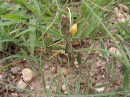 Image result for Zornia punctatissima