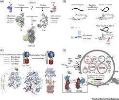 Protein Dynamics In Solution By Quantitative Crosslinking Mass Spectrometry Trends In Biochemical Sciences